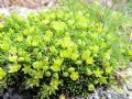 Cherleria sedoides